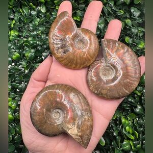Whole Polished Ammonite Fossil 🔥Fire Flash🔥